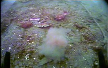 Flounder pursuit by ROV